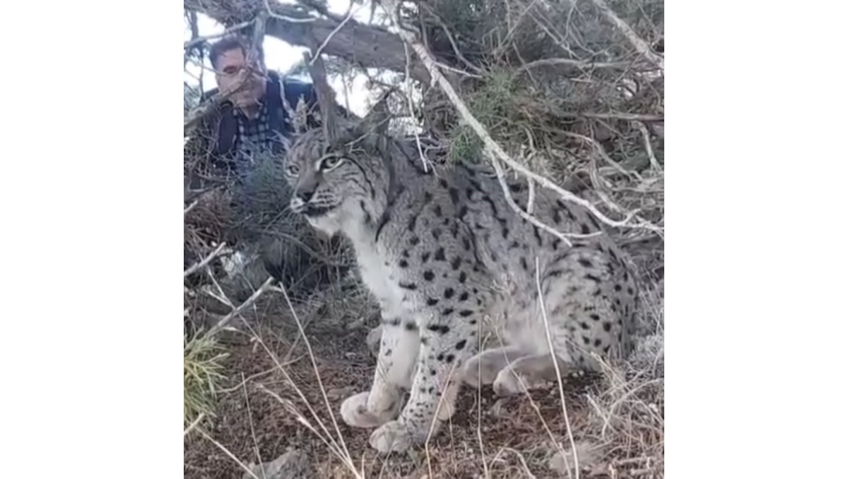 Van'da vaşak görüntülendi