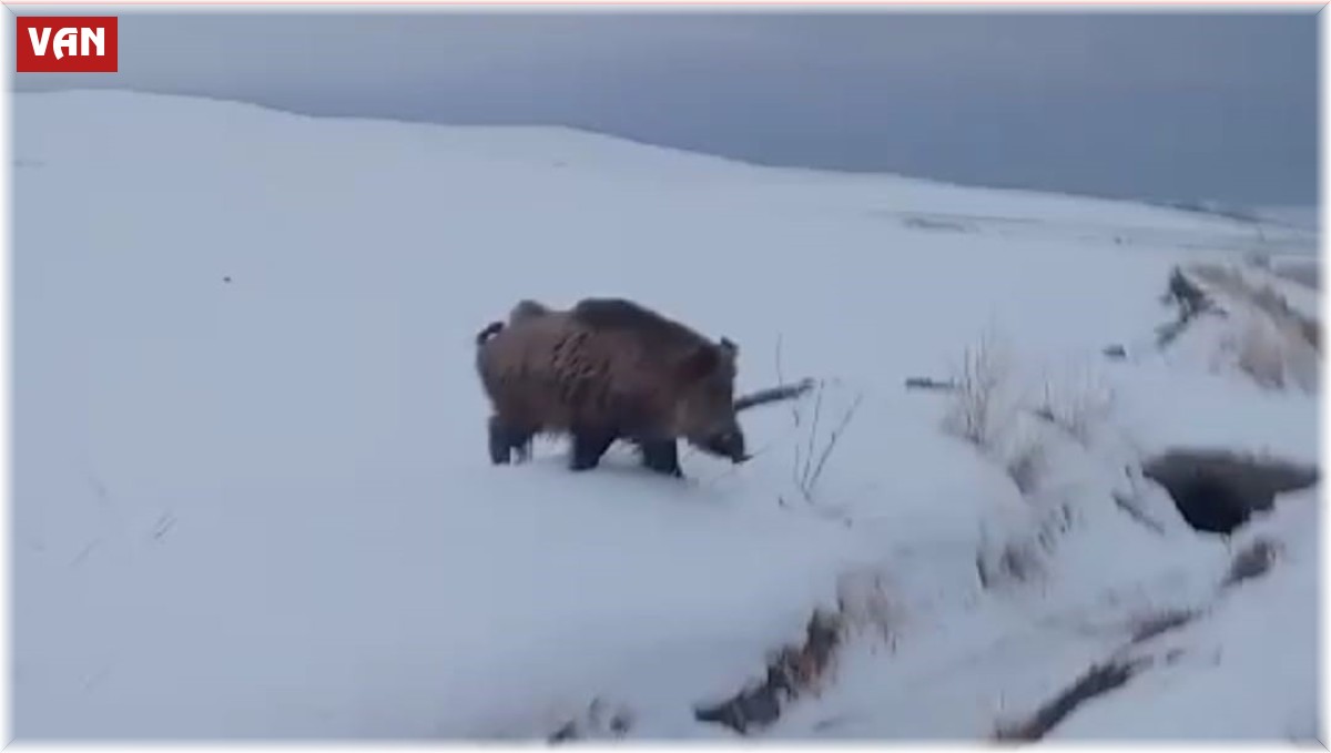 Van'da yaban domuzu görüldü