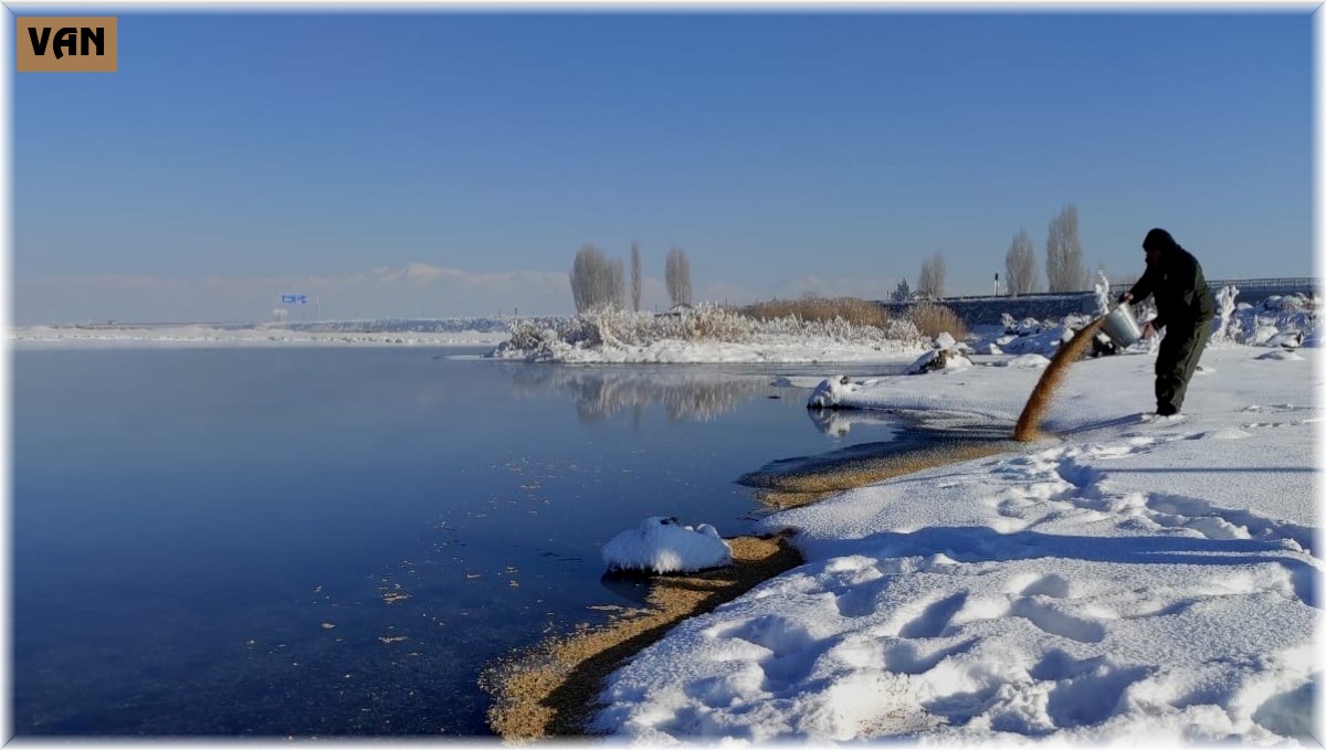 Van'da yaban hayvanlarına yem desteği