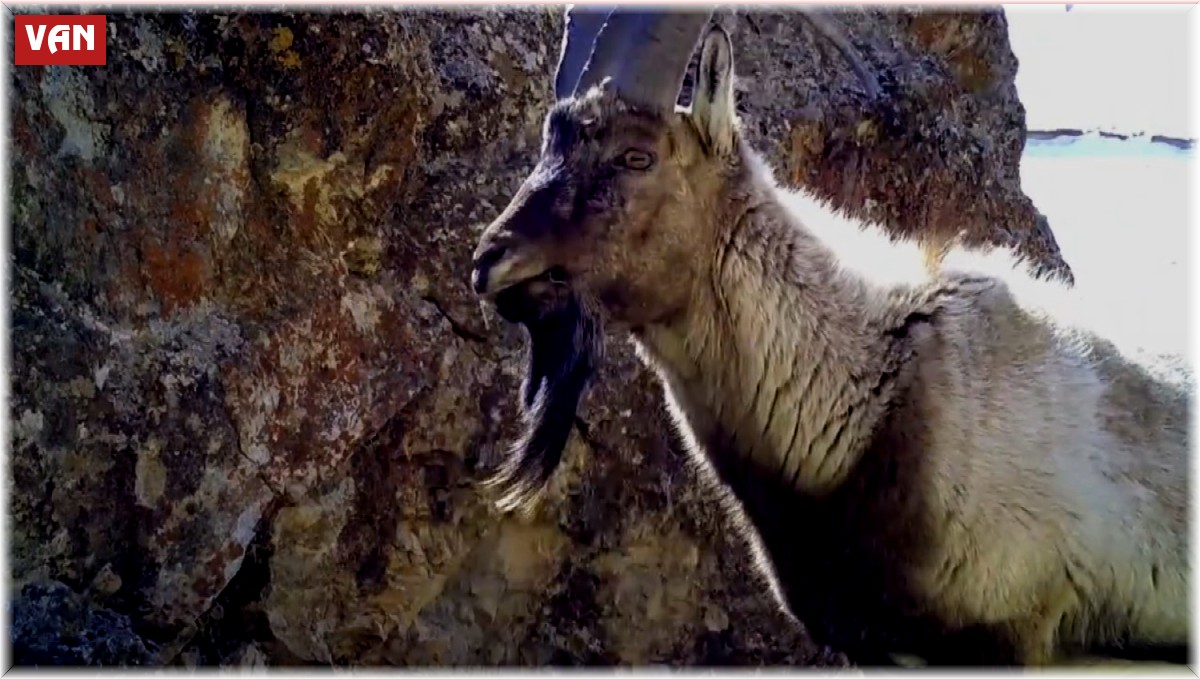 Van'da yaban keçileri fotokapana yansıdı