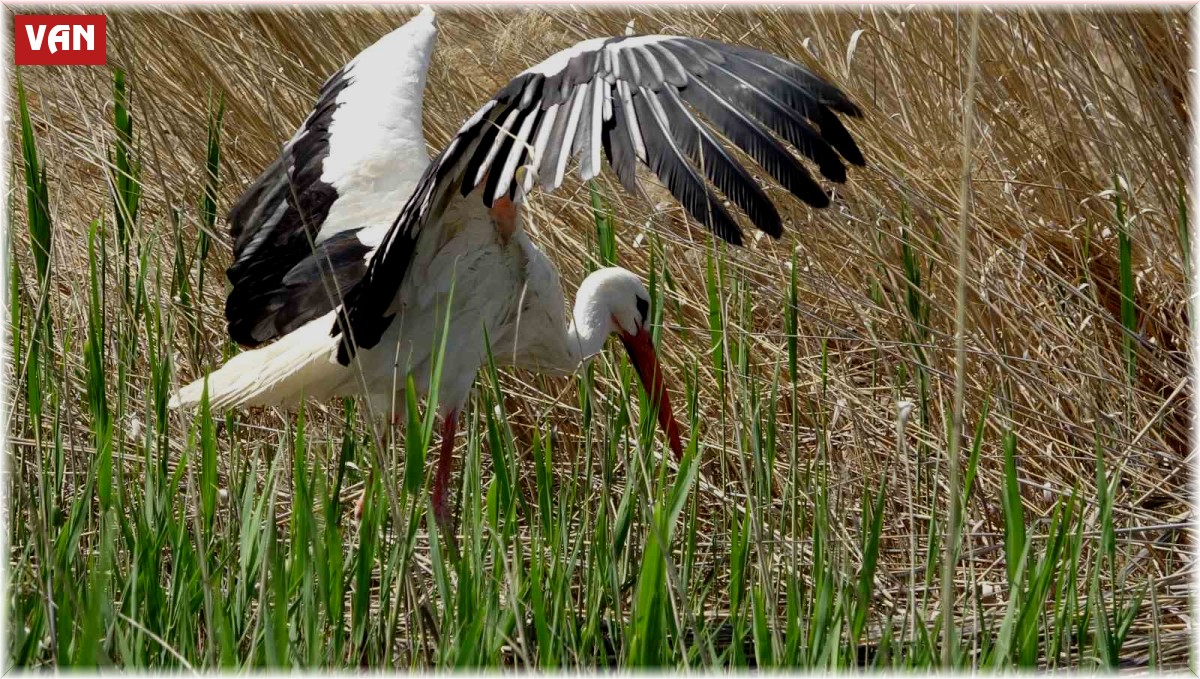 Van'da yanan sazlıklar yeniden yeşeriyor