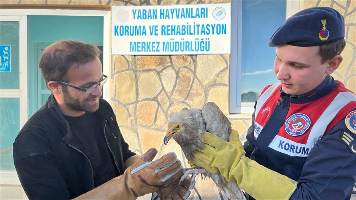 Van'da yaralı bulunan Mısır akbabası tedaviye alındı