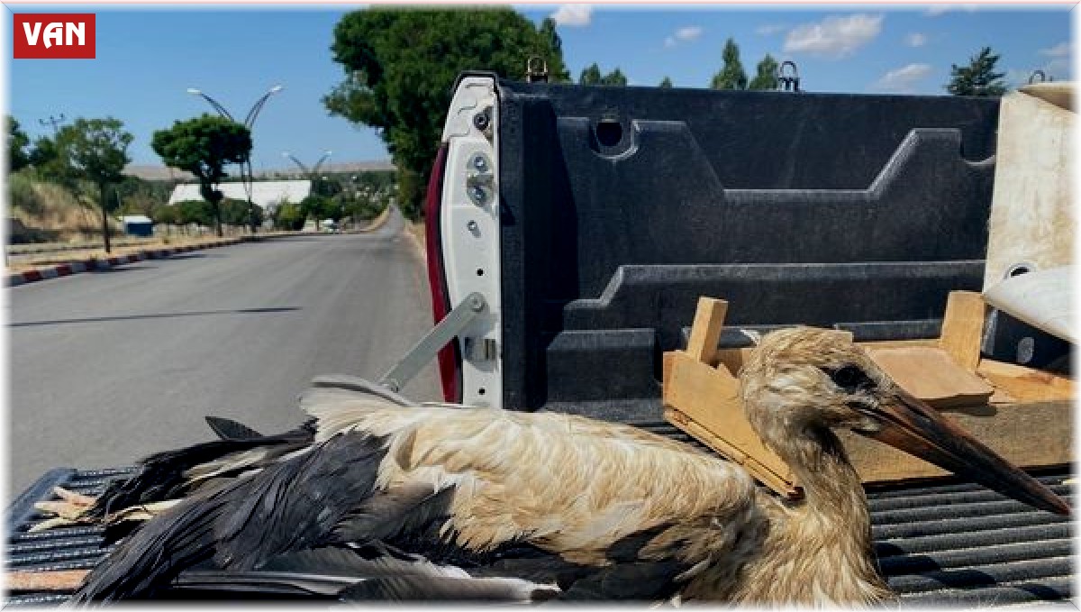 Van'da yaralı kuşlar tedavi altına alındı