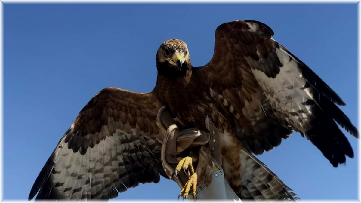 Van'da yaralı kuşlar tedavi altına alındı