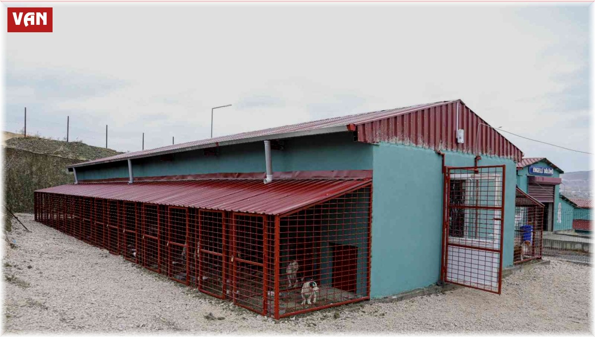 Van'da yasaklı ırk köpekler için özel alan oluşturdu