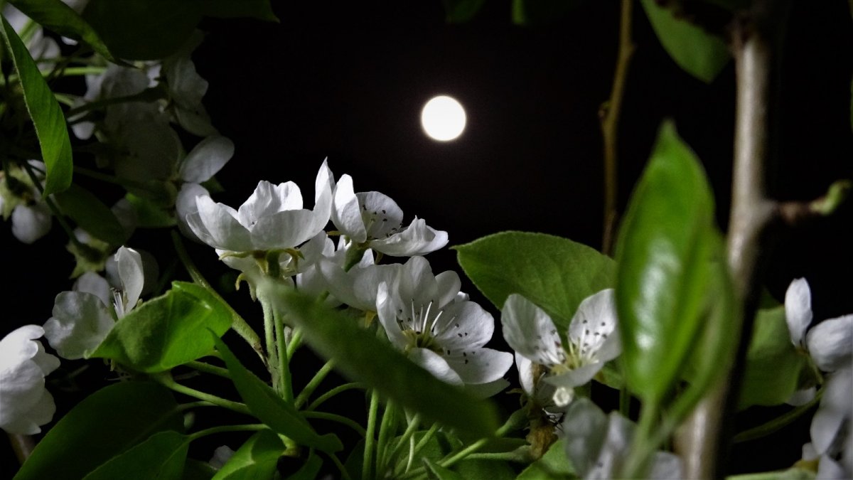 Van'da yılın ilk 'Süper Ay'ı kartpostallık görüntüler oluşturdu