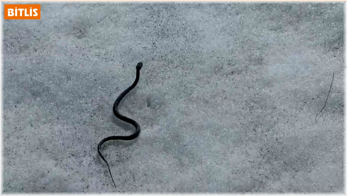 Van'da zehirli kocabaş engerek yılanı görüntülendi