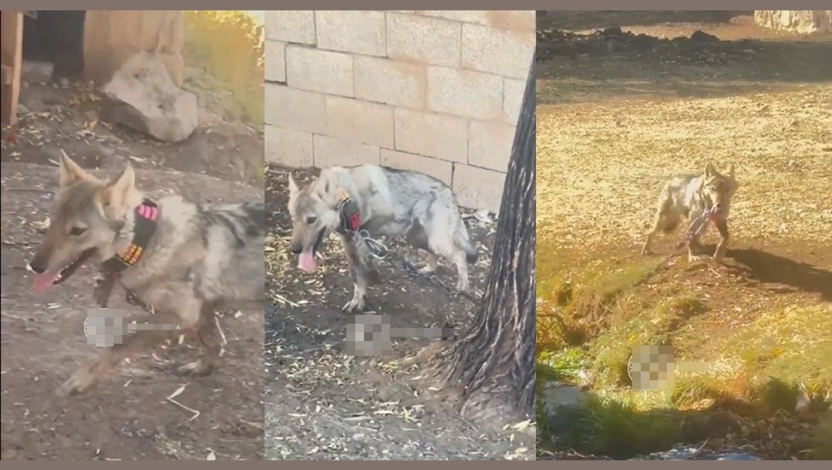 Van'da zincire vurulan kurt kurtarıldı