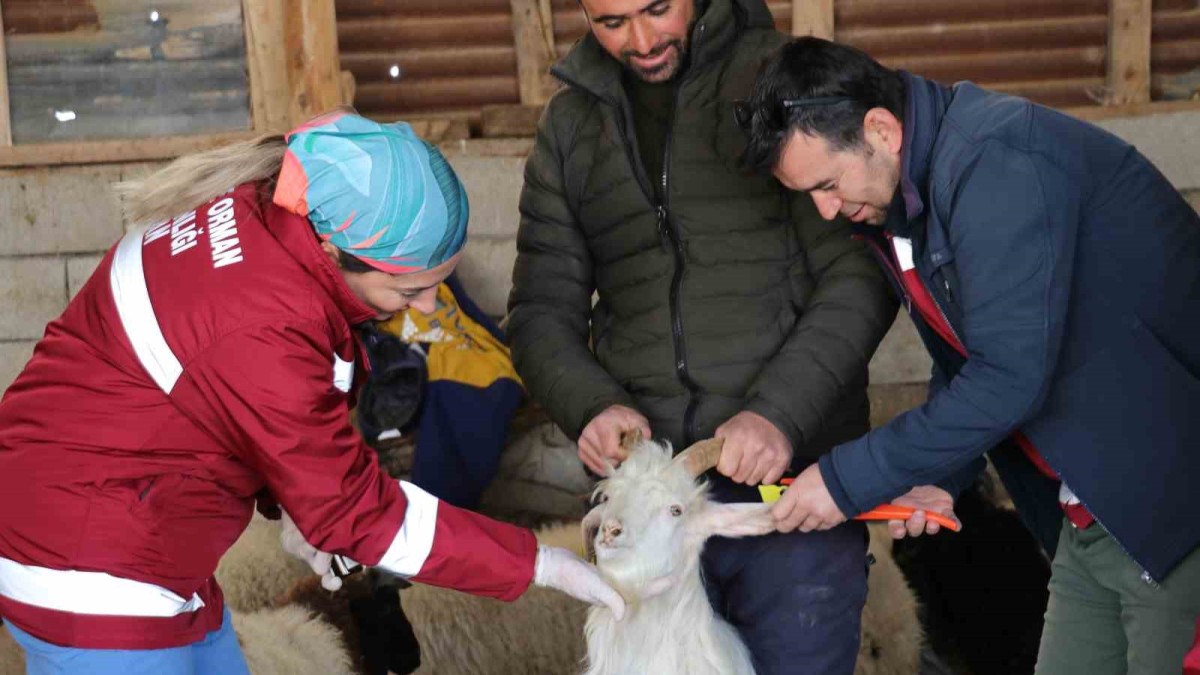 Van'da zorlu kış şartlarına rağmen aşı ve küpe çalışmaları sürüyor