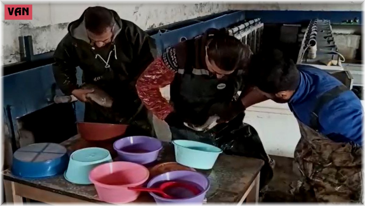 Van'daki balık çiftliklerinde alabalık sağımı