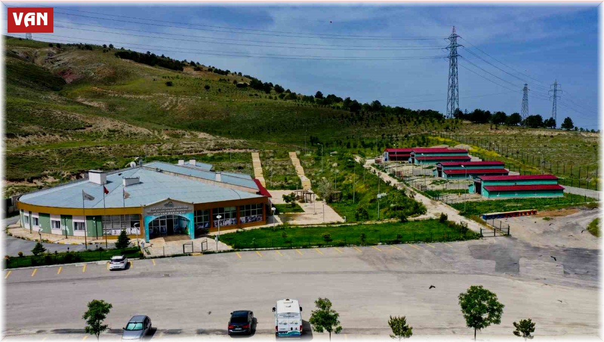 Van'daki barınak sokak hayvanlarına şifa dağıtıyor