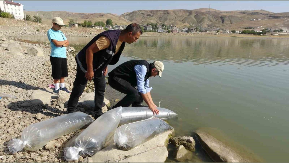 Van'daki göllere 450 bin yavru sazan bırakıldı