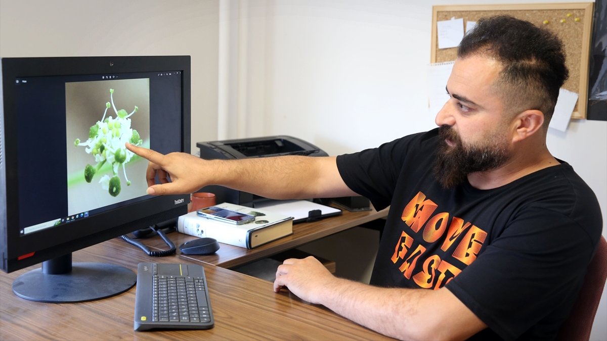 Van'daki İspiriz Dağı'nda yeni bir bitki türü keşfedildi