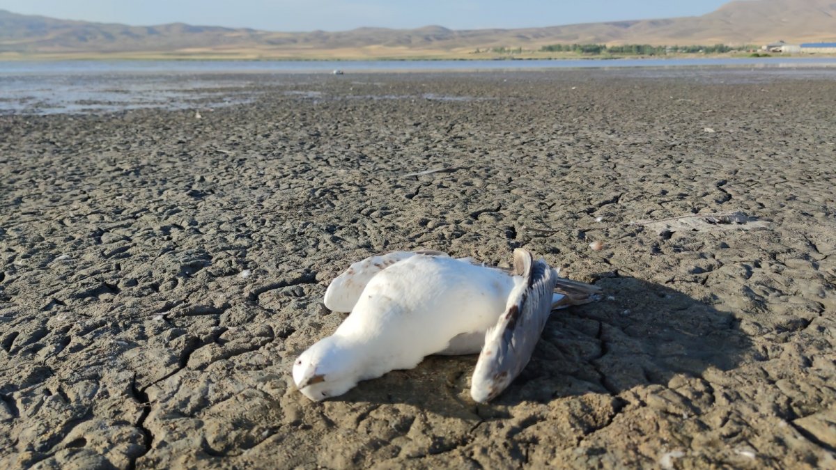 Van'daki martı ölümlerinin ölüm nedeni açlık ve stres