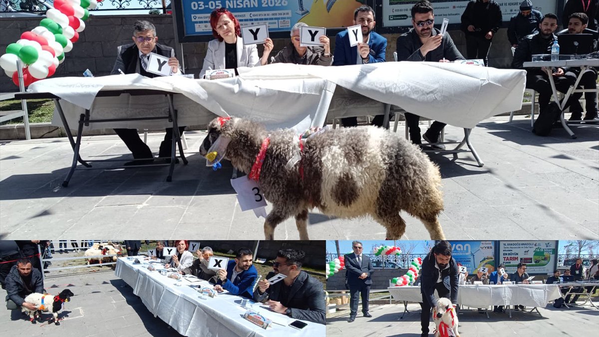 Van'daki tarım fuarında "en güzel kuzu" seçildi, Birinciye 15 bin lira ödül