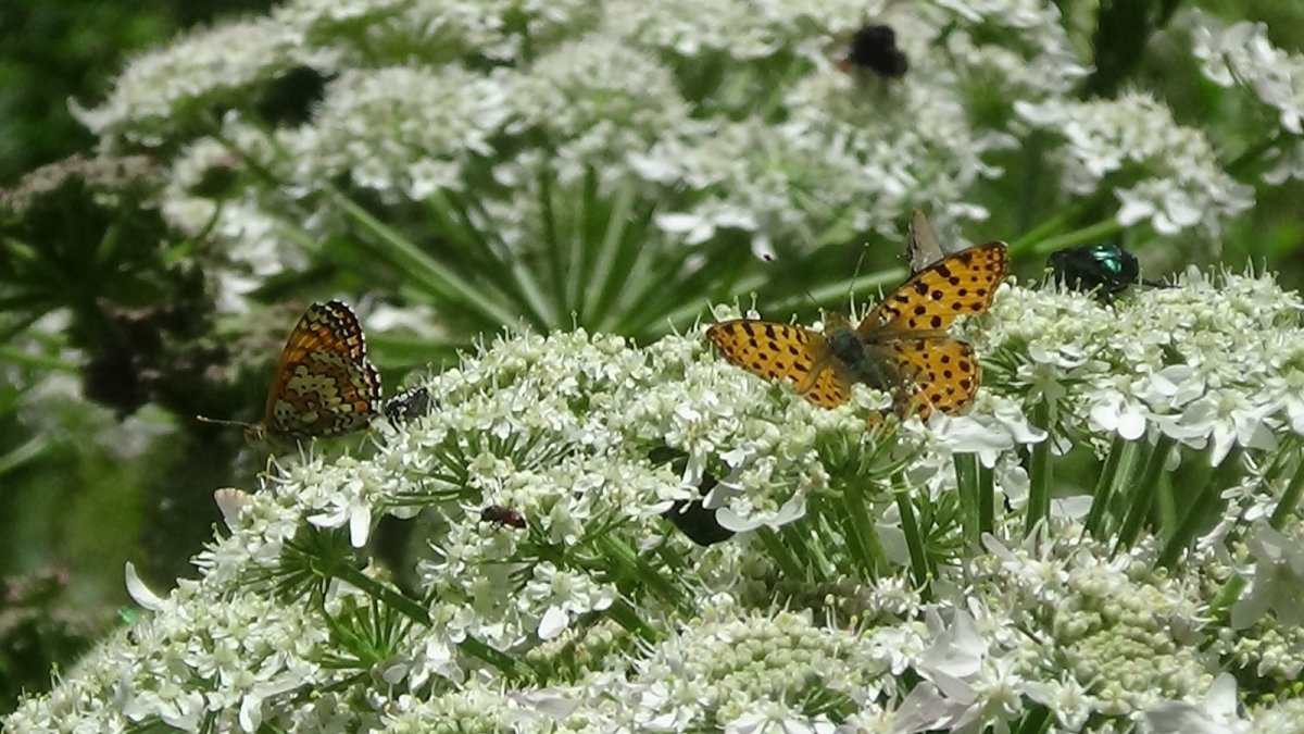 Van'daki vadiler rengarenk kelebeklere ev sahipliği yapıyor
