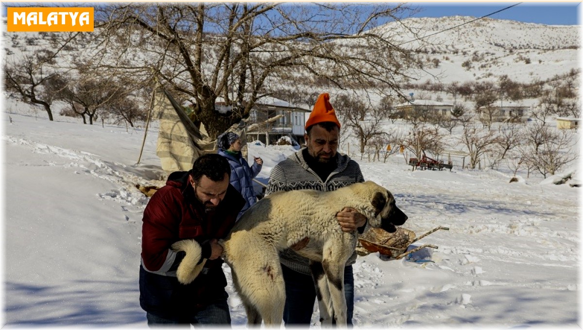 Van ekibi deprem bölgesinde yaralı hayvanları tedavi ediyor