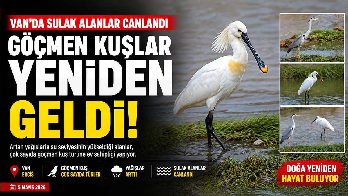 Van Erciş'te Sulak Alanlar Yağışlarla Canlandı: Göçmen Kuşlar Bölgeye Döndü
