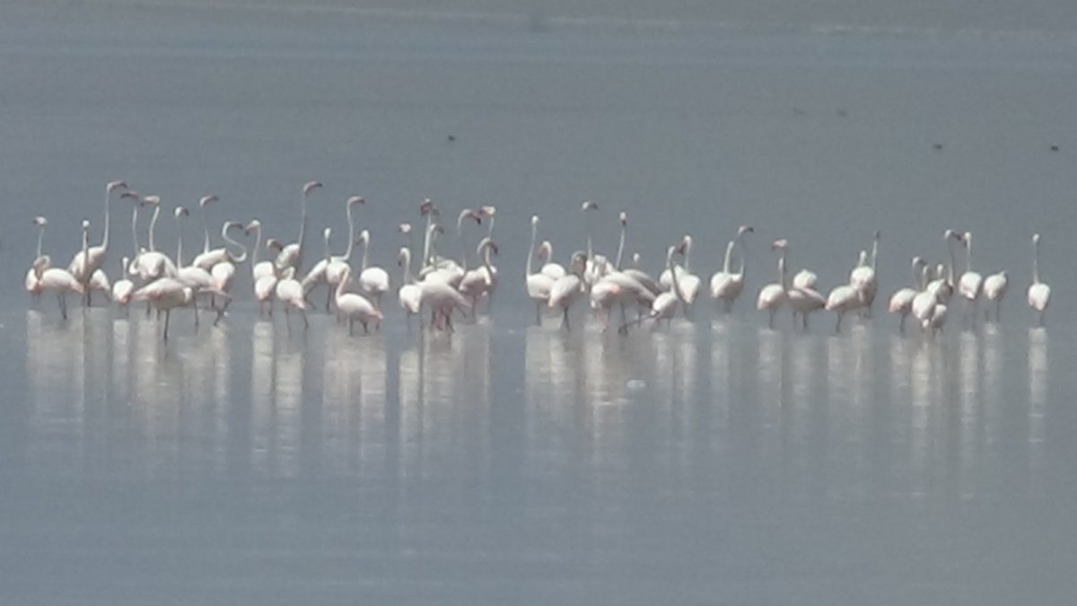 Van Gölü Havzası göçmen kuşlarla renklendi