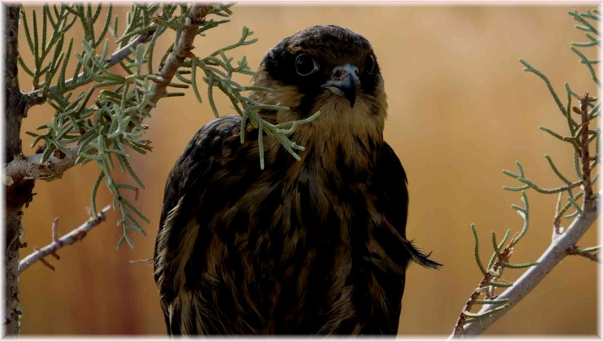 Van Gölü Havzası'ndaki yaban hayvanları doğaya kazandırıldı