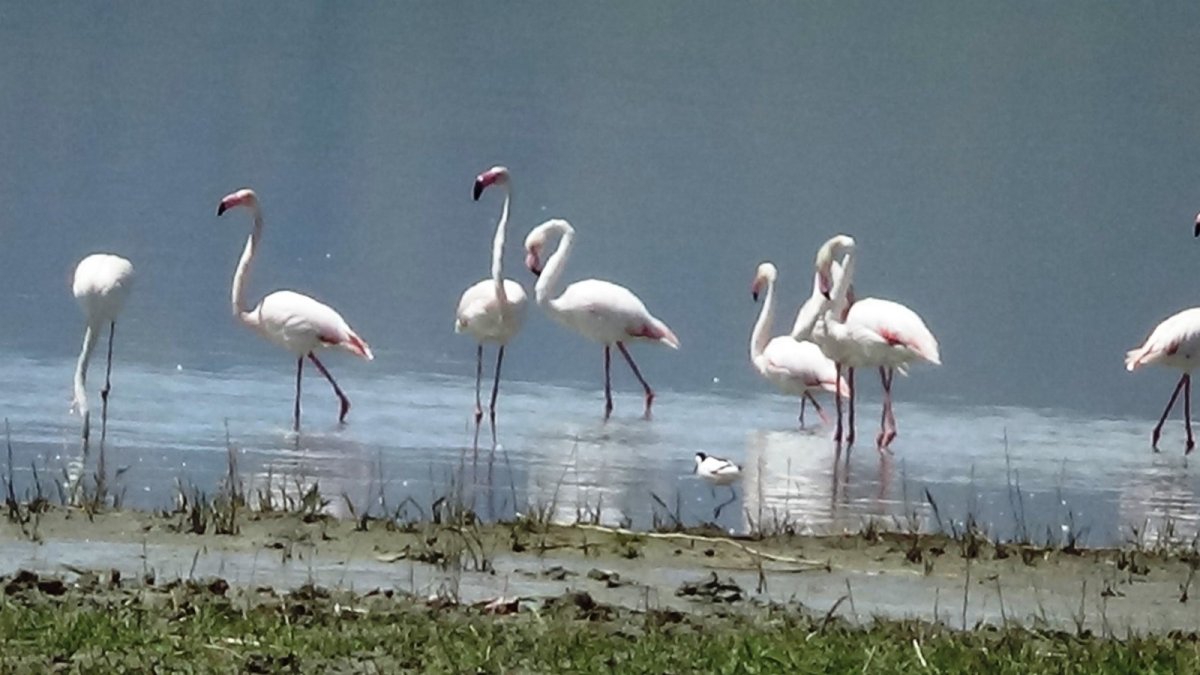 Van Gölü Havzası'nın narin kuşları flamingolar