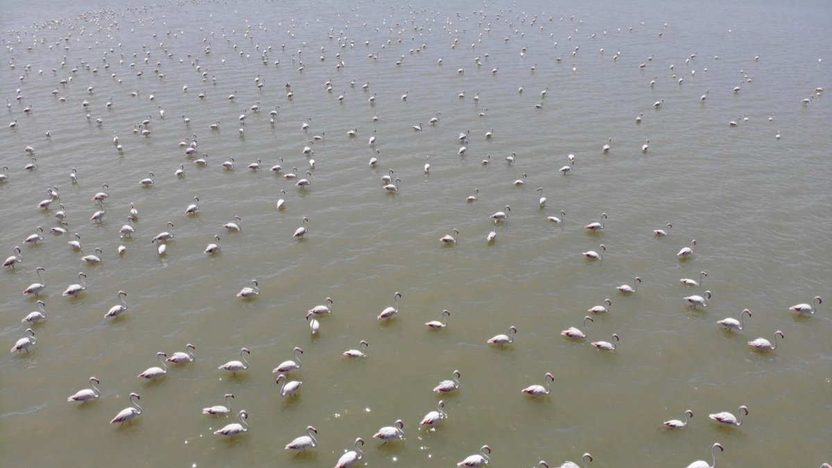 Van Gölü Havzası'nın narin kuşları flamingolar görsel şölen sunuyor