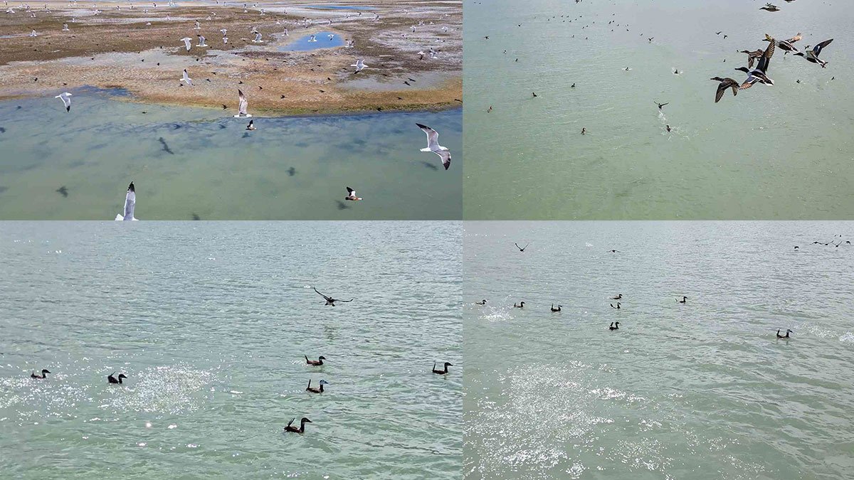 Van Gölü havzasında nesli tehlike altındaki dikkuyruk kuşu görüntülendi