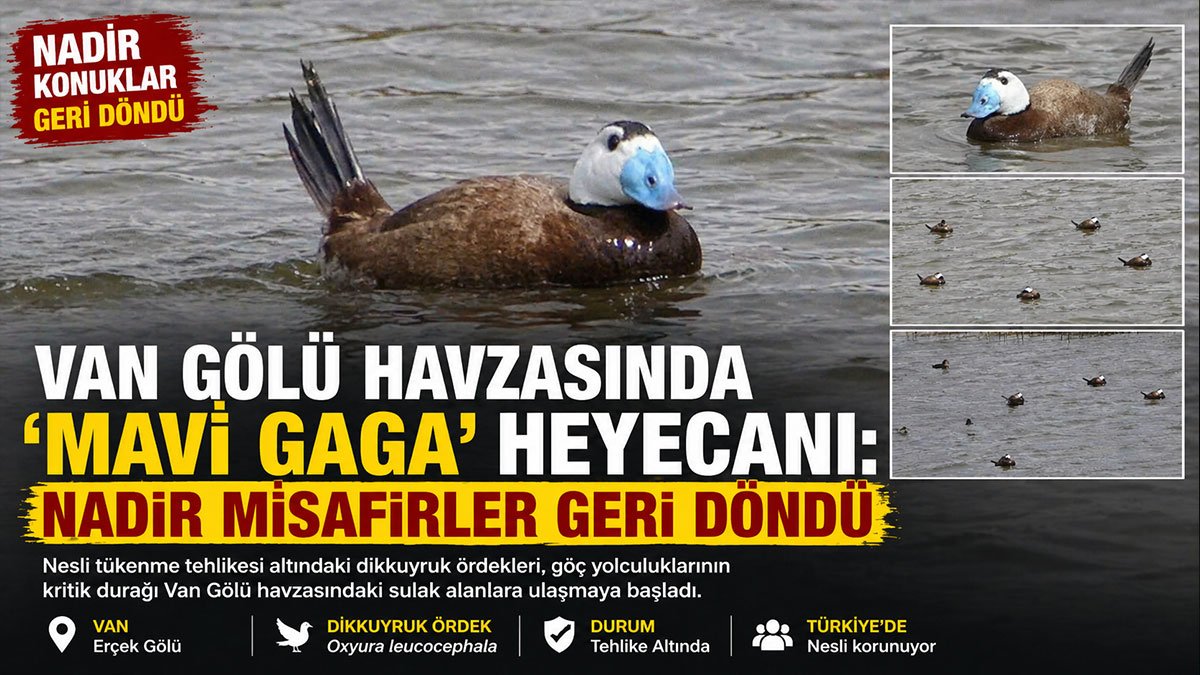 Van Gölü havzasında nesli tehlikedeki mavi gagalı dikkuyruklar görüldü