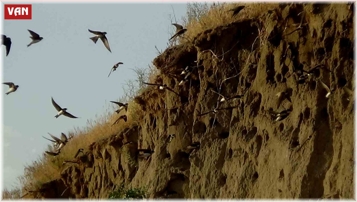 Van Gölü havzasının misafiri kırlangıçlar