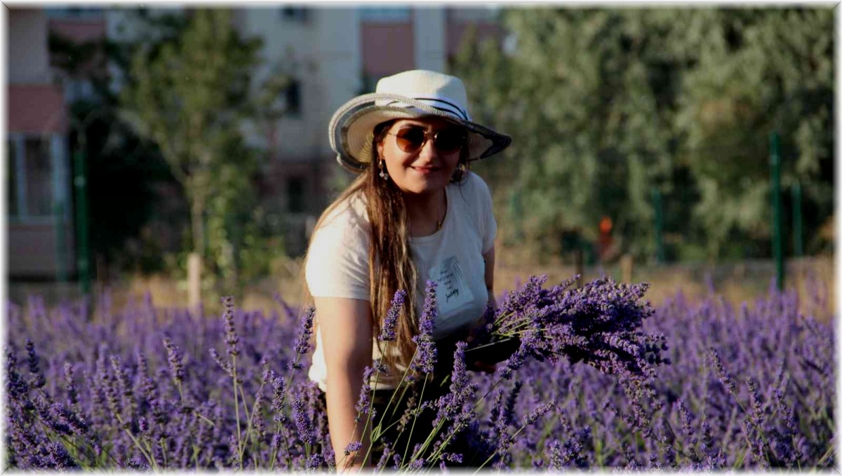 Van Gölü kıyısında tıbbi bitkilerin hasadı yapıldı