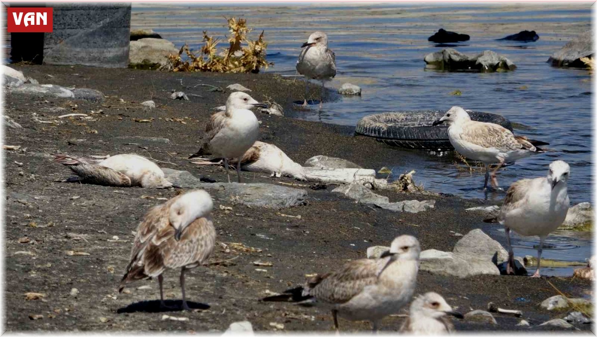 Van Gölü'nde acı fotoğraf: Binlerce martı öldü, binlercesi de ölümü bekliyor