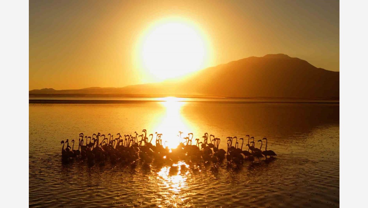 Van Gölü'nde gün batımıyla flamingoların güzelliği