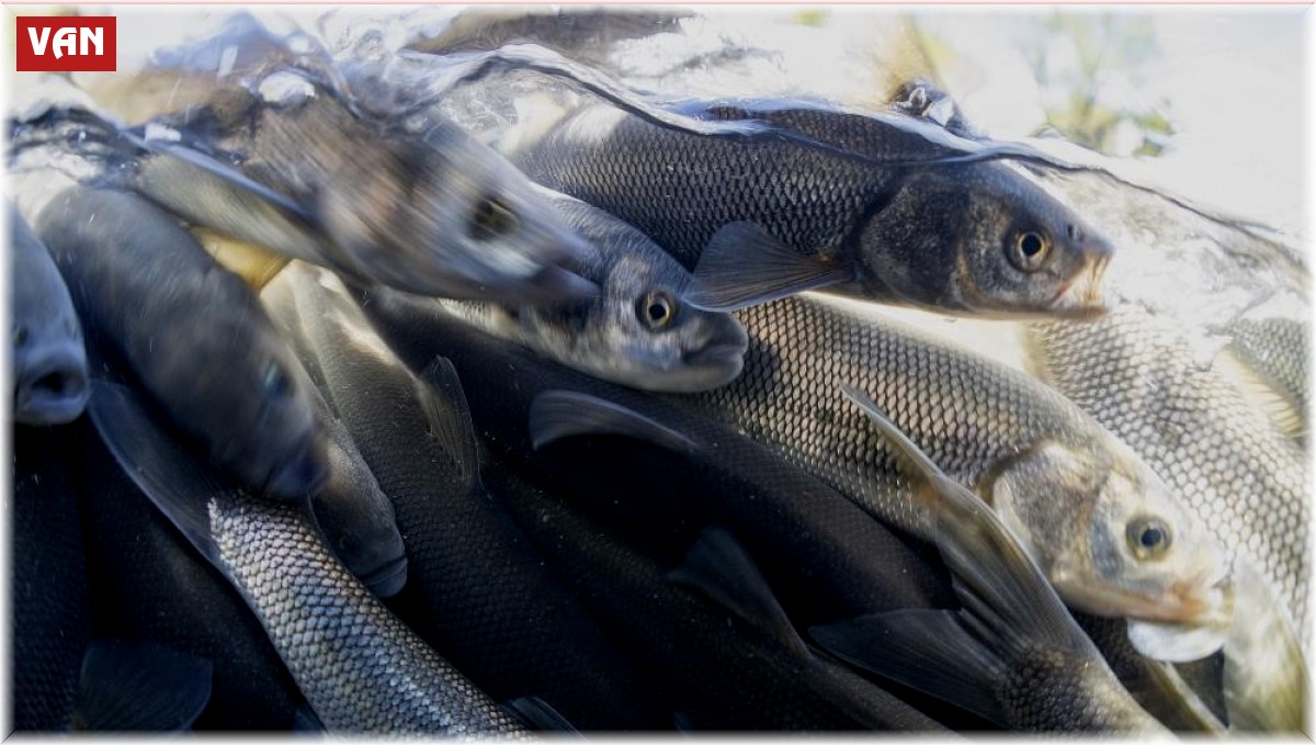 Van Gölü'nde inci kefali için av yasağı başlıyor