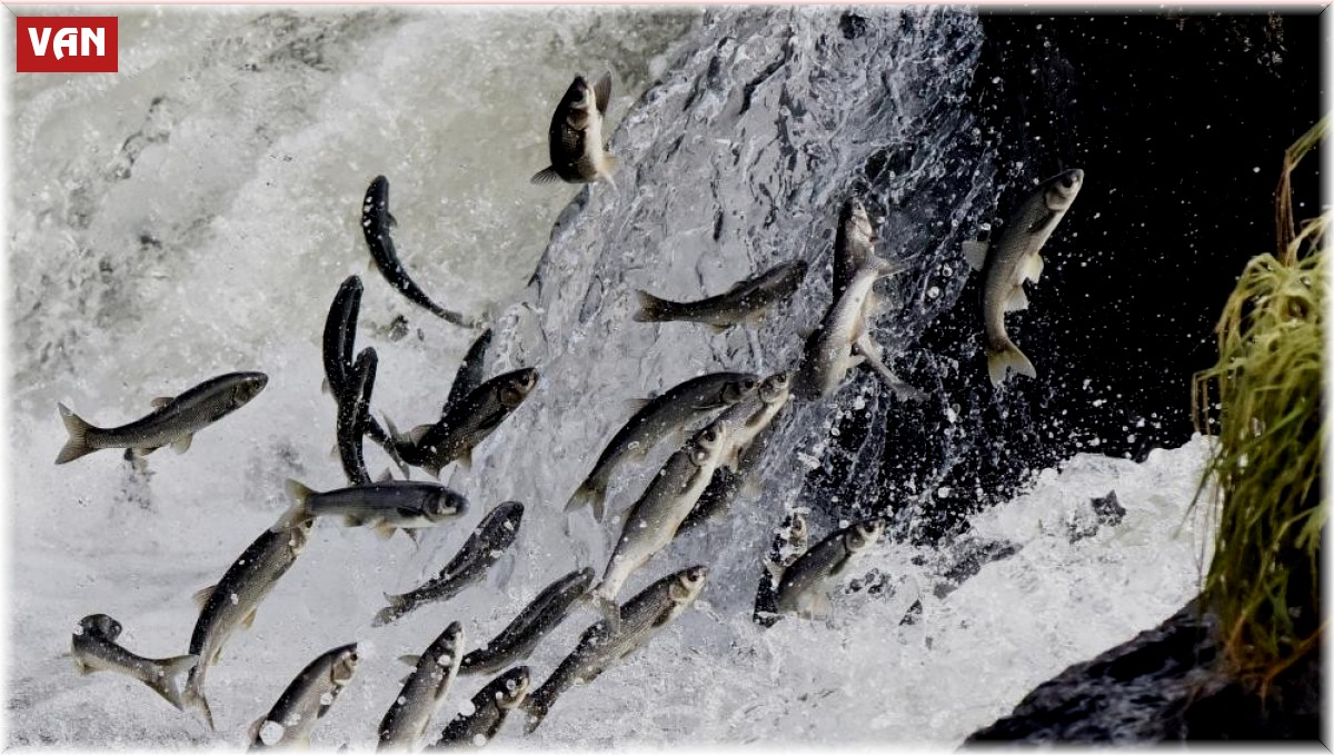 Van Gölü'ndeki av yasağında 55 ton inci kefali ele geçirildi