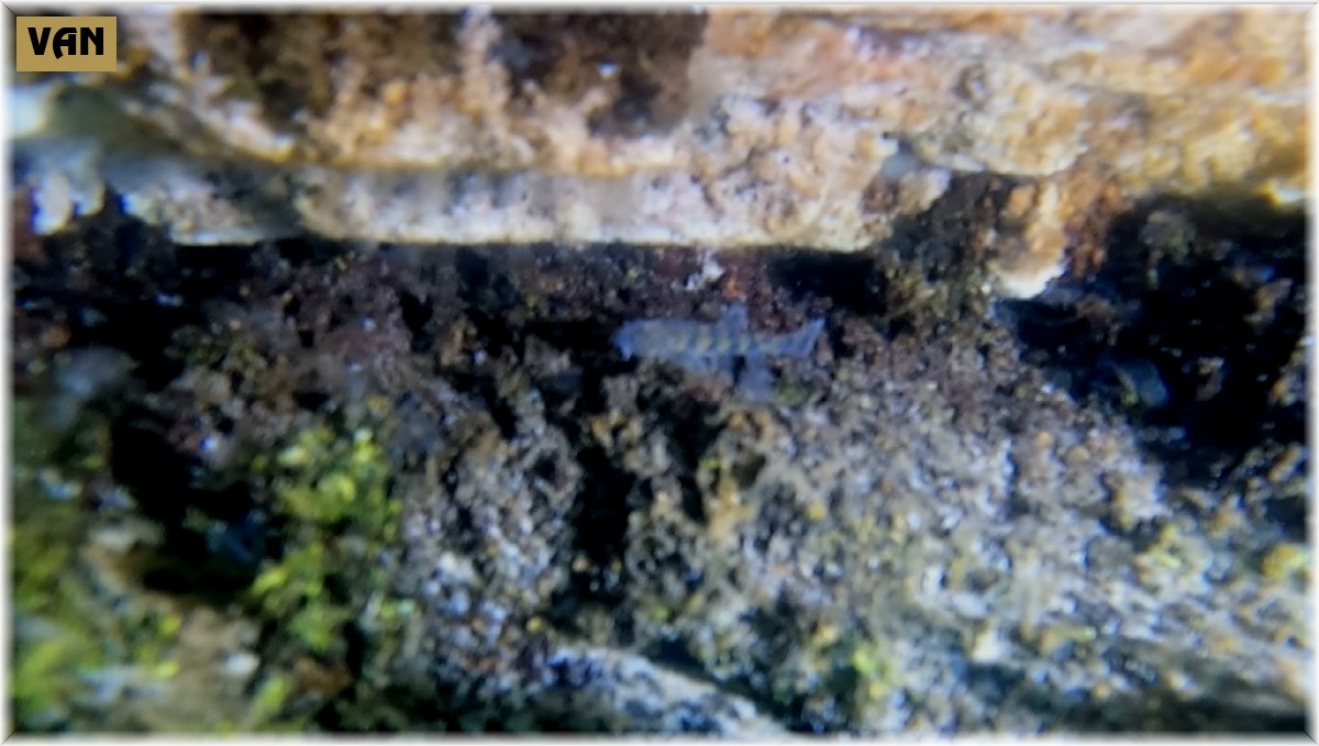 Van Gölü'ndeki yeni tür balığın büyük hali şaşırttı