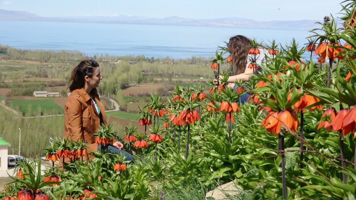 Van Gölü'ne karşı açan ters laleler mest ediyor