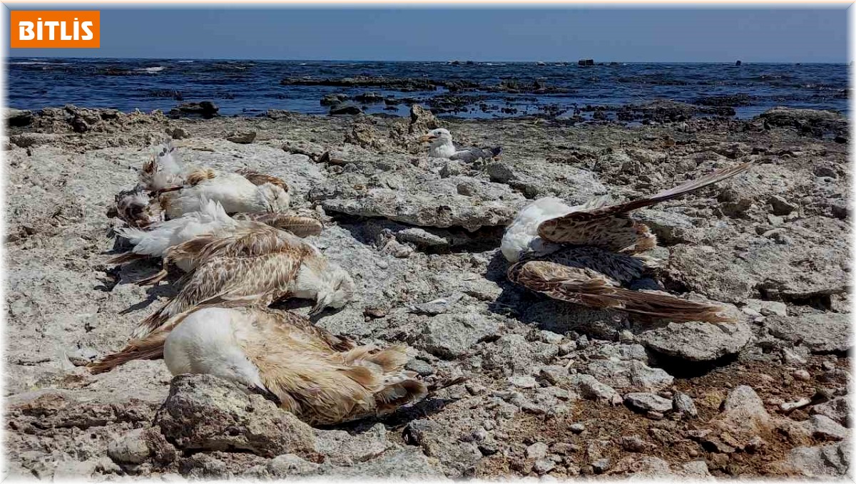 Van Gölü'nün Tatvan sahilinde toplu martı ölümleri