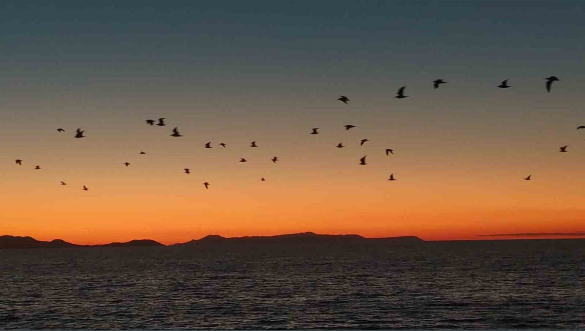 Van Gölü sahillerinde kuşların akşam göçü