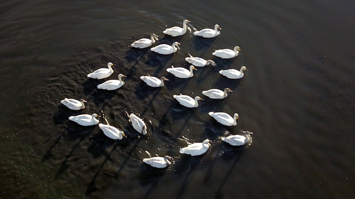 Van Gölü, Sibirya'dan gelen ötücü kuğuları ağırlamaya başladı