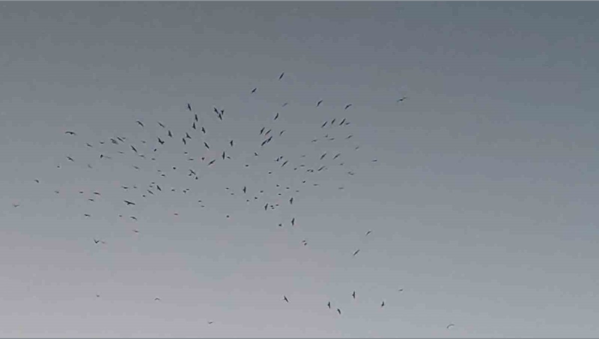 Van Gölü üzerinde kuş sürüsünün görsel şöleni