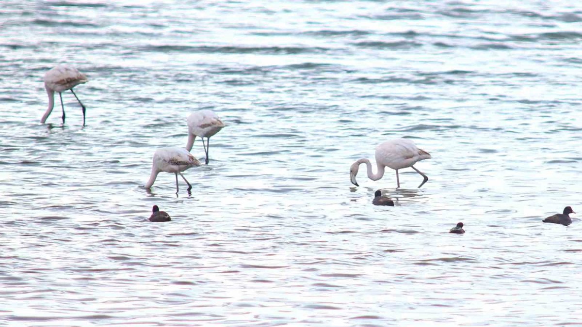 Van Gölü’nde Flamingolar Geri Döndü: Baharla Birlikte Görsel Şölen Başladı