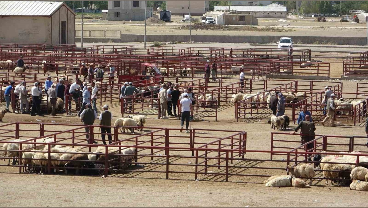Van Hayvan Pazarı yeniden hizmete başladı