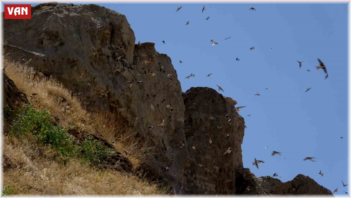Van'ın Dilkaya Tepesi binlerce kırlangıca yuva oldu