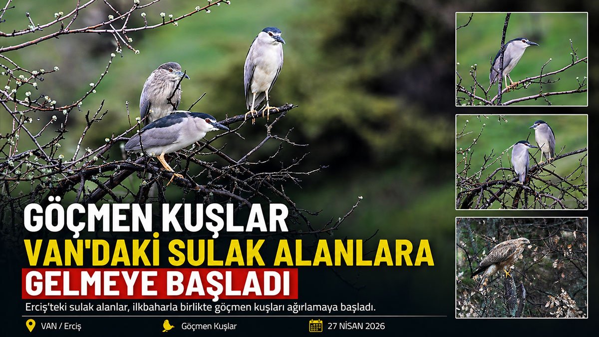 Van'ın Erciş ilçesinde sulak alanlar göçmen kuşlarla canlandı