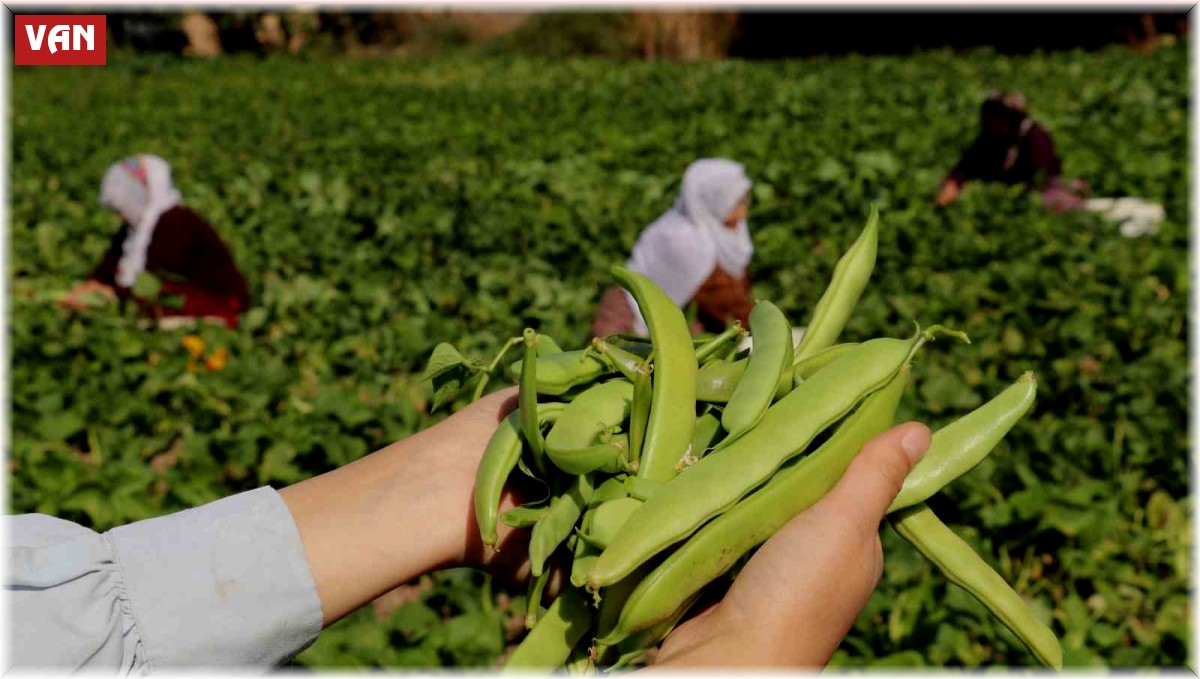 Van'ın 'Gevaş fasulyesi' tescillendi