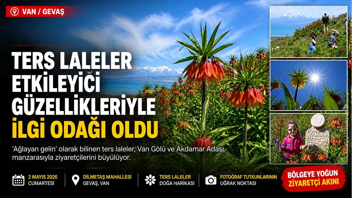 Van'ın Gevaş ilçesindeki "ağlayan gelin" ters laleleri ziyaretçi akınına uğruyor