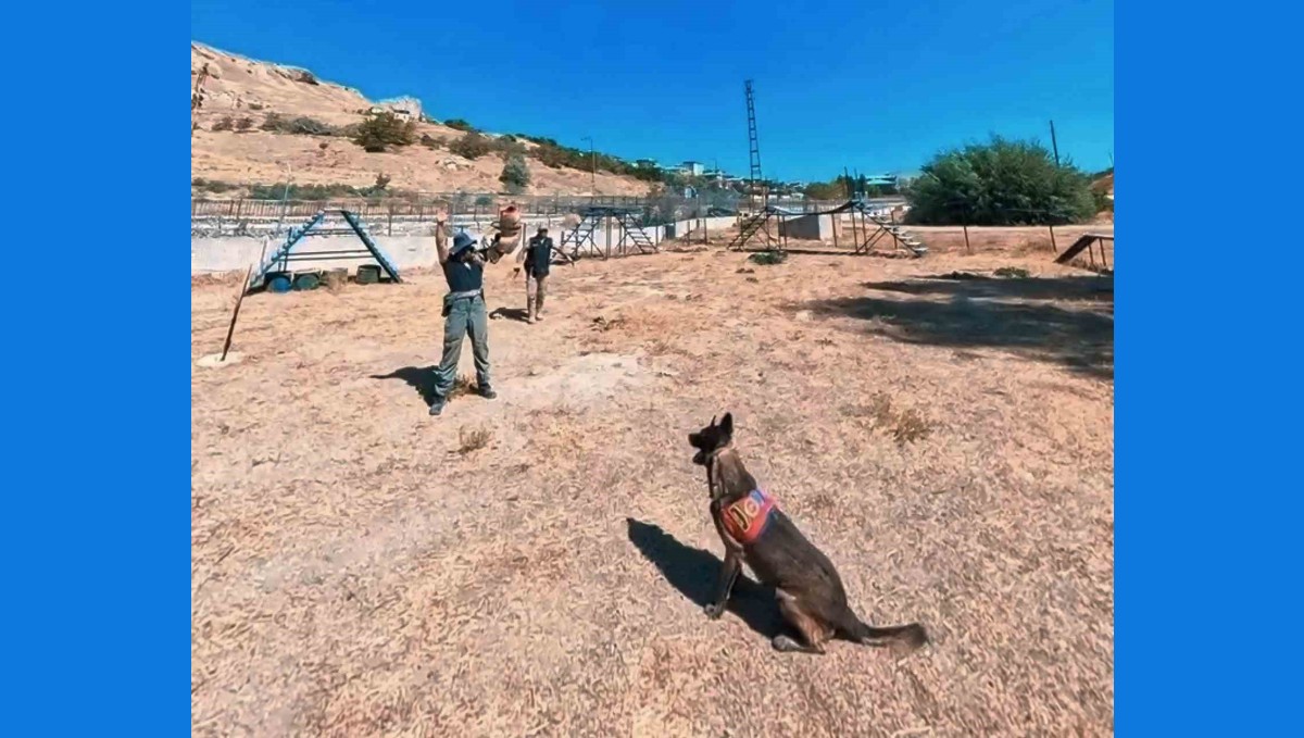 Van jandarmanın hassas burunlu can dostları parkurda ter döküyor