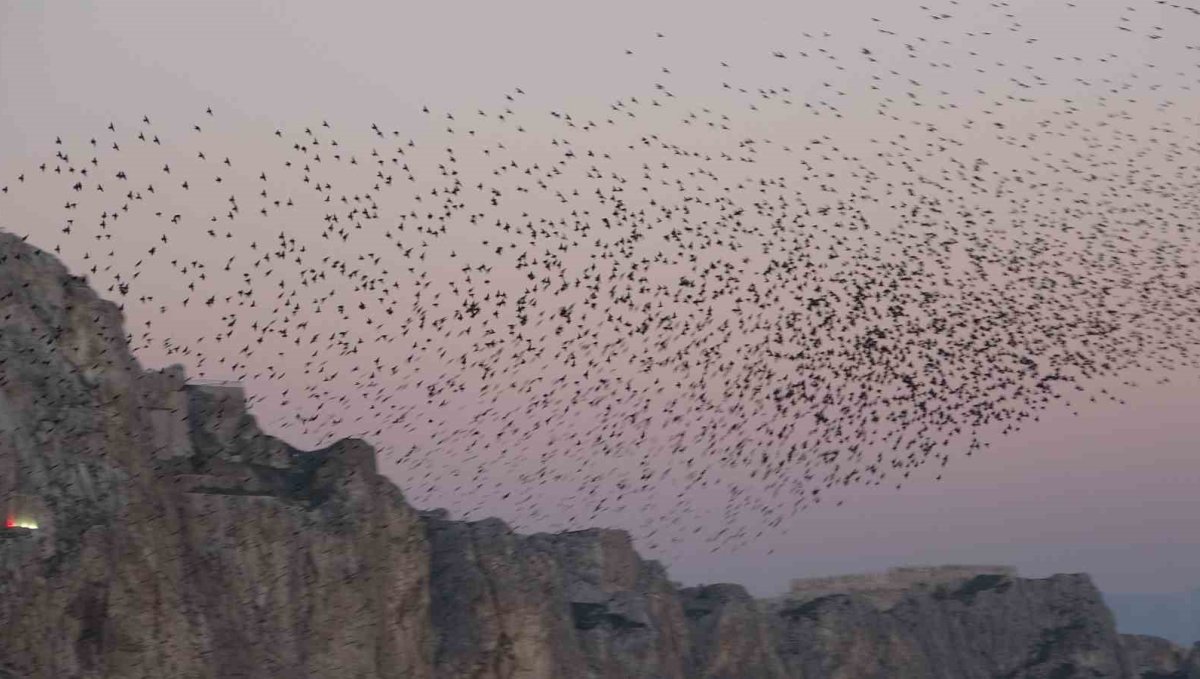 Van Kalesi'nde eşsiz bir gösteri: Sığırcık kuşları havada dans etti