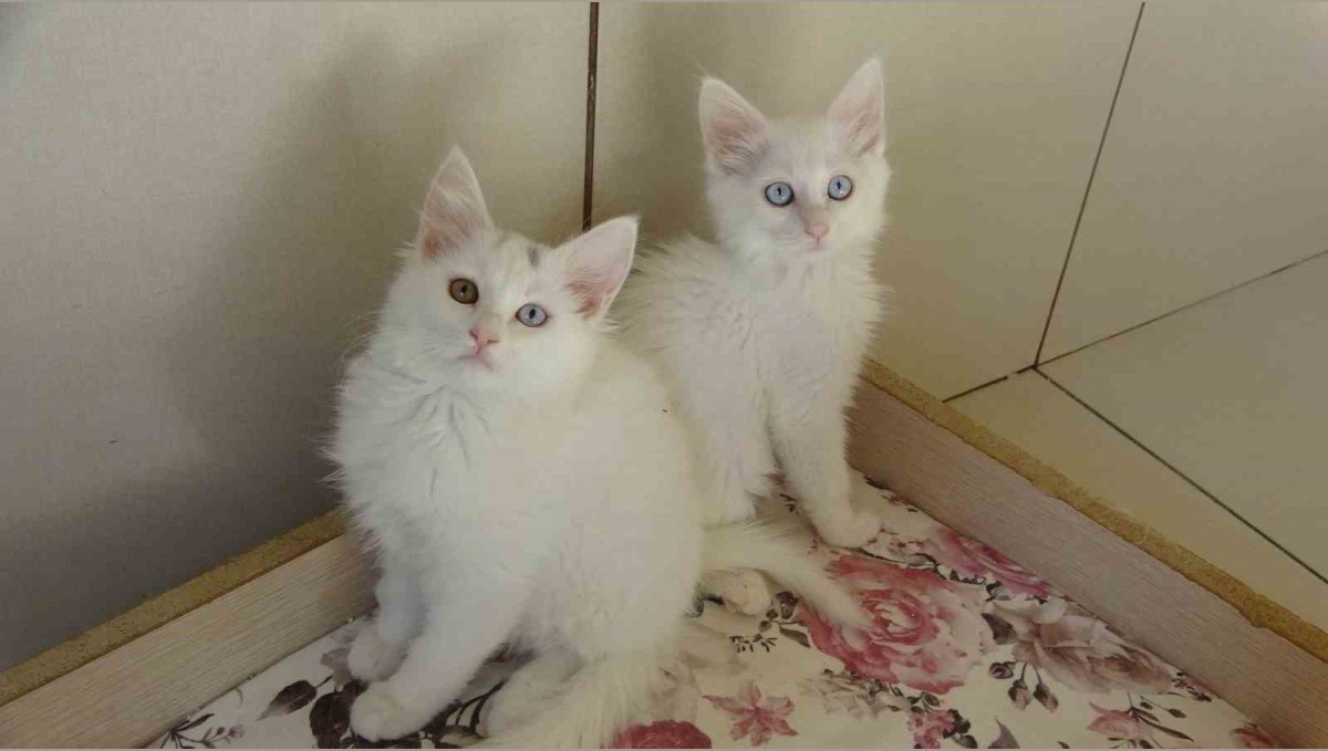 Van kedileri için 'kırmızı alarm' kaldırıldı