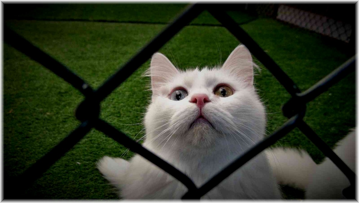 Van kedileri kışa hazır